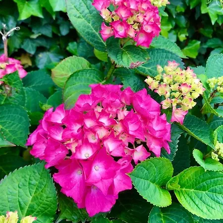 Ter Zwaanhoek Vakantiehuis *