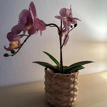 Ter Zwaanhoek Oostende